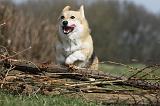 CORGI PEMBROKE 892